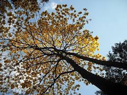 se debe considerar el tipo de árbol que se vaya a sembrar para que se adapte a la ciudad.